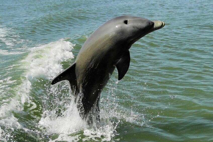 Everglades National Park Wildlife Boat Tour