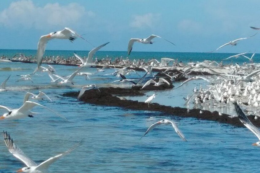 Everglades National Park Wildlife Boat Tour