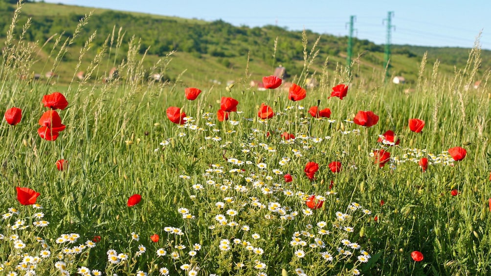 Foto 5 von 9 laden wild flowers flourishing on a field in Budapest