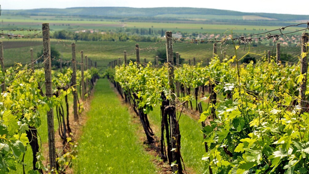 Foto 3 von 9 laden walking through a vineyard in Budapest