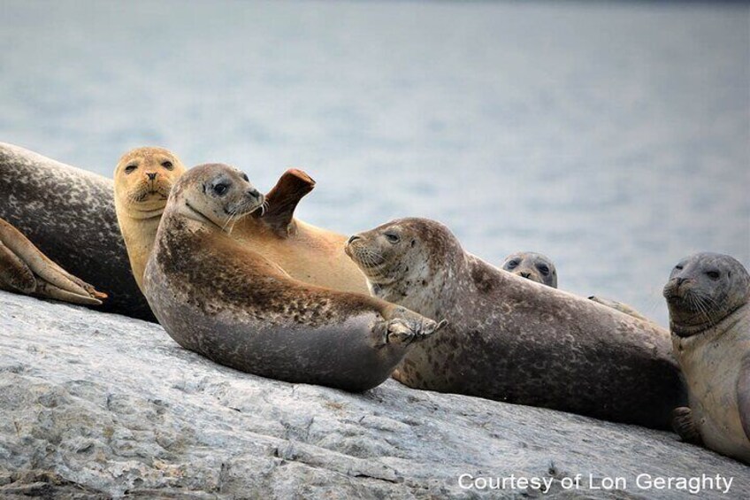Seals at Halfway Rock