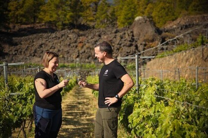 Visite du vignoble de montagne à Arafo et dégustation de vins écologiques