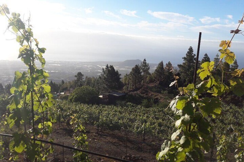 Valley views from the vineyard