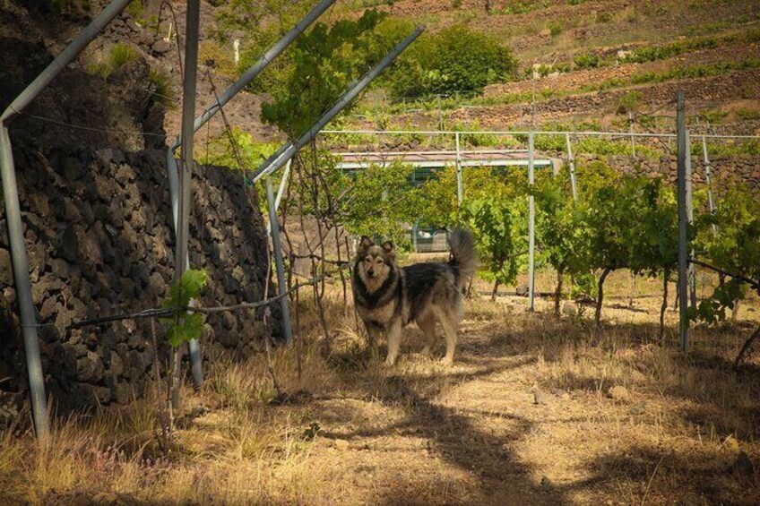 Our dog Golfa taking care of the vineyard