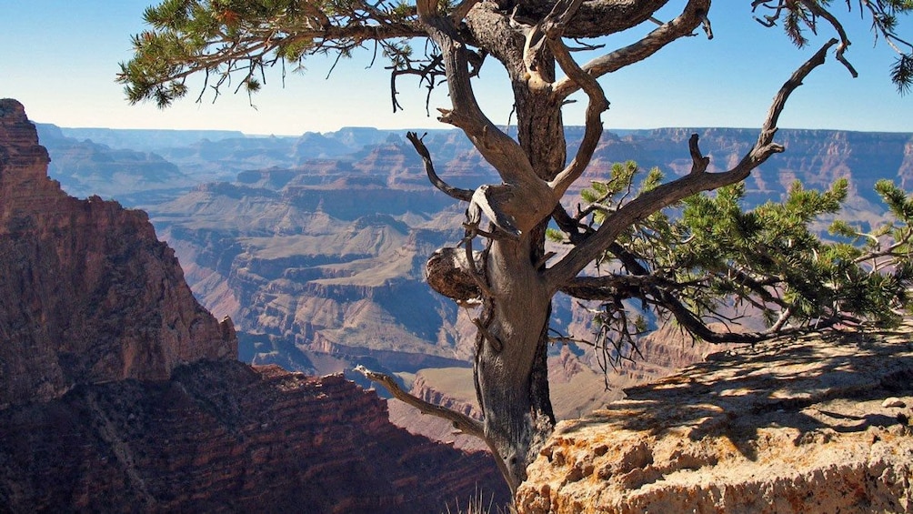 lone tree at high altitudes at the Grand Canyon