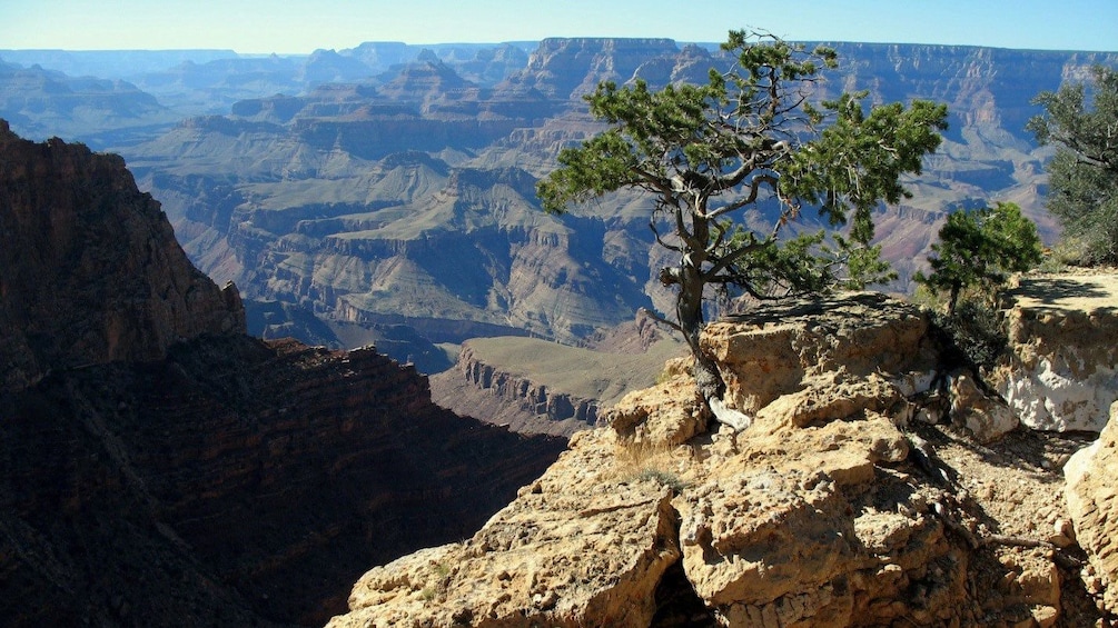 Tree on a cliff overlooking the Grand Canyon
