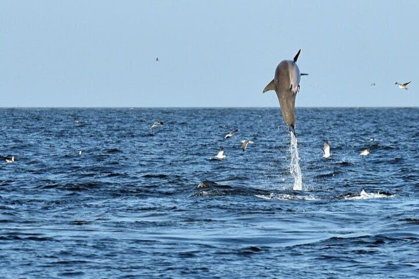 Jekyll Island Dolphin Tours