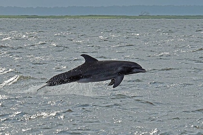 Dolfijnentours op Jekyll Island