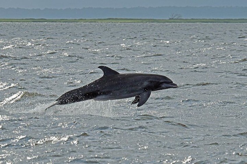 Jekyll Island Dolphin Tours