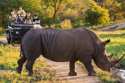 Kruger National Park Safari 1-Day Tour from Johannesburg