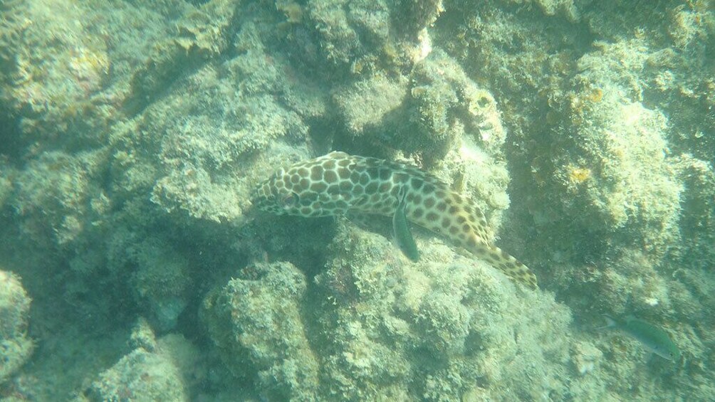 4 Islands Sightseeing and Snorkeling Trip From Koh Samui