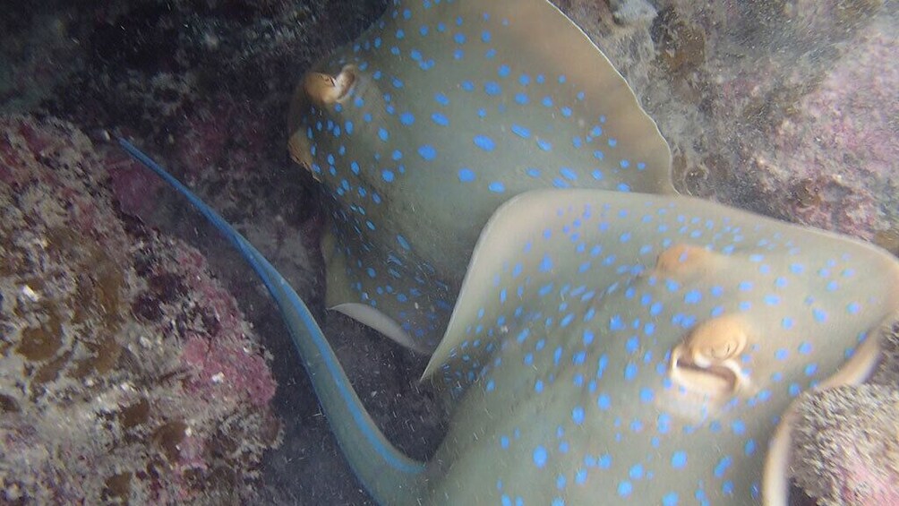 4 Islands Sightseeing and Snorkeling Trip From Koh Samui