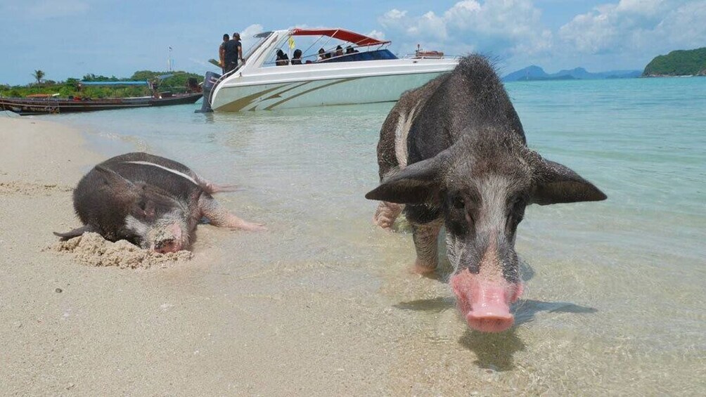 Koh Tan & Koh Madsum Tour By Longtail Boat From Koh Samui