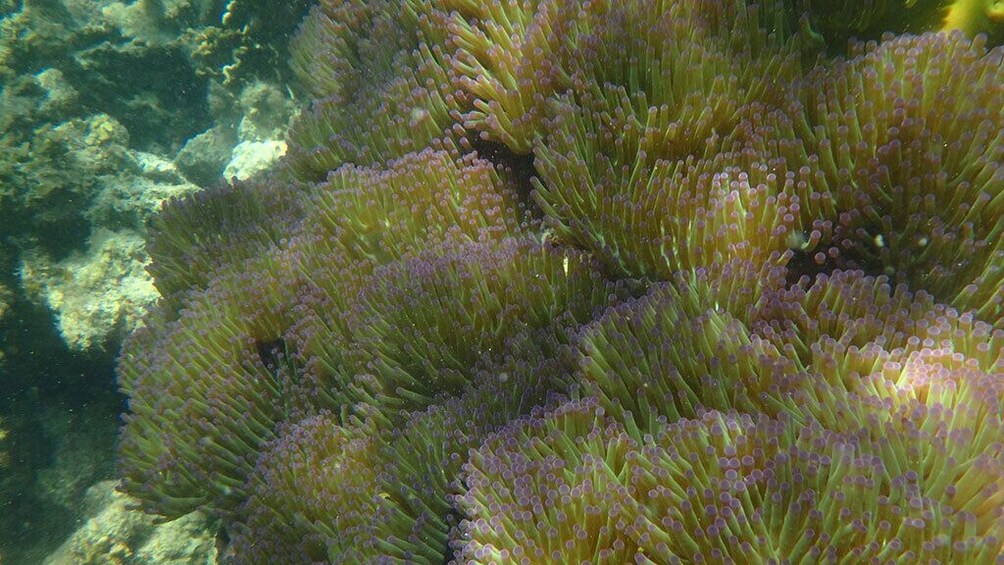Kayak and Snorkel Trip at Koh Tan & Madsum From Koh Samui