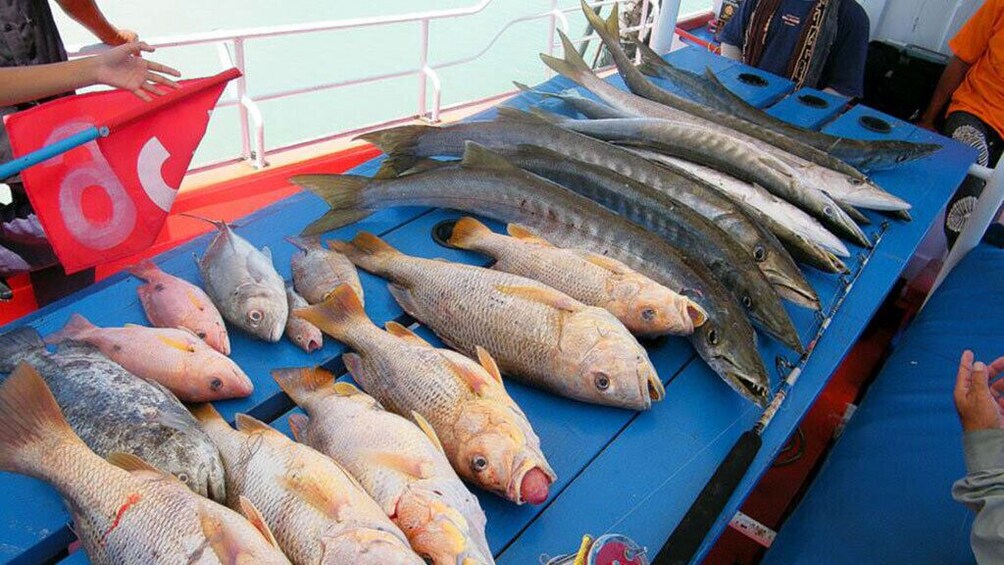 Private Boat Big Game Fishing Day Trip From Koh Samui