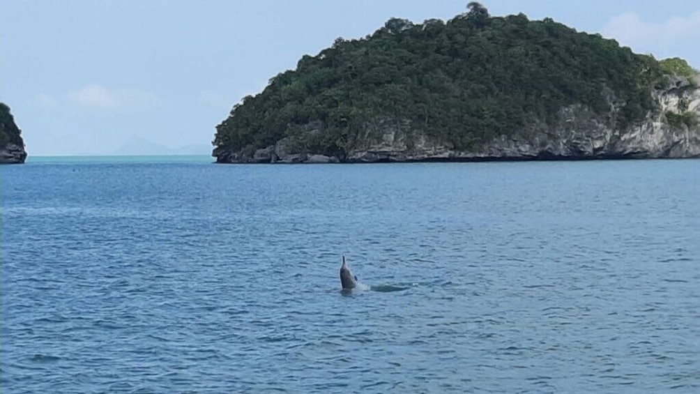 Snorkeling and Sightseeing Dolphin Tour From Koh Samui 