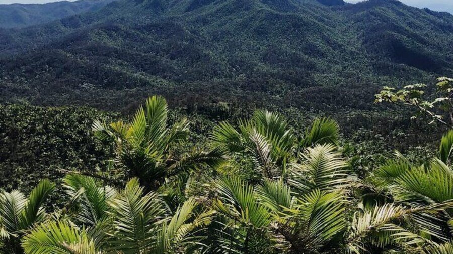 El Yunque from above