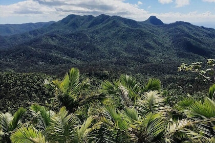 El Yunque Rainforest, Waterslides, and Beach Tour with Transport