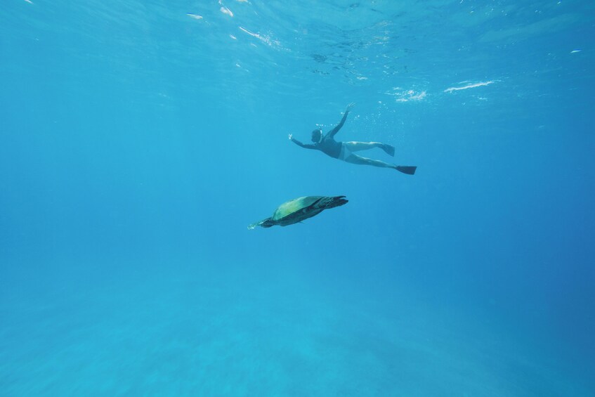 Molokini Snorkel & Performance Sail aboard Akialoa, includes Buffet Lunch