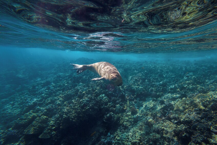 Molokini Snorkel & Performance Sail aboard Akialoa, includes Buffet Lunch