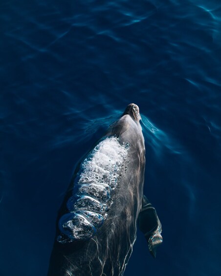 West Maui Dolphin Sail & Snorkel Tour