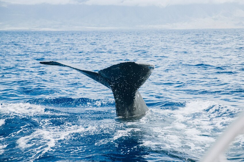 West Maui Snorkel & Sail