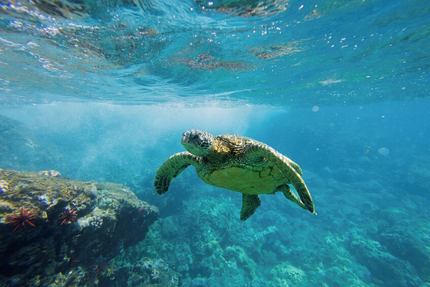 West Maui Snorkel & Sail aboard Alihilani, includes Buffet Bunch & Open Bar