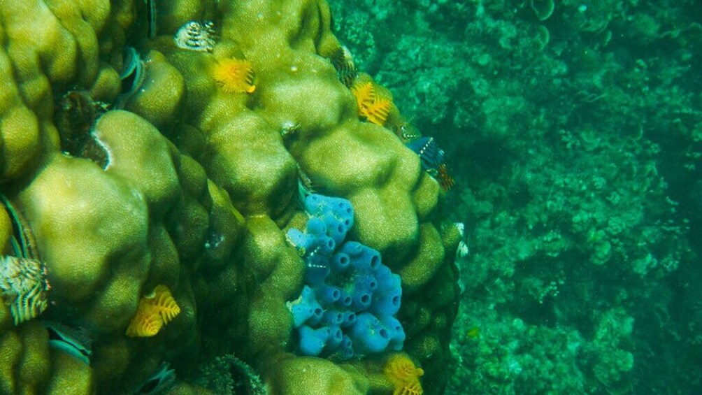 Koh Tao and Koh Nang Yuan Snorkeling Trip From Koh Samui