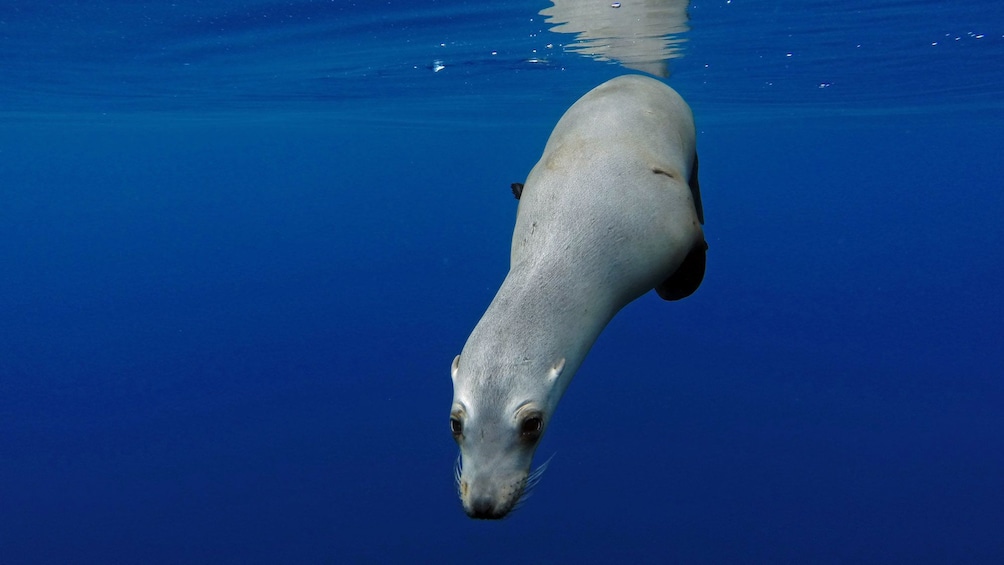 sea lion in the ocean at San Diego