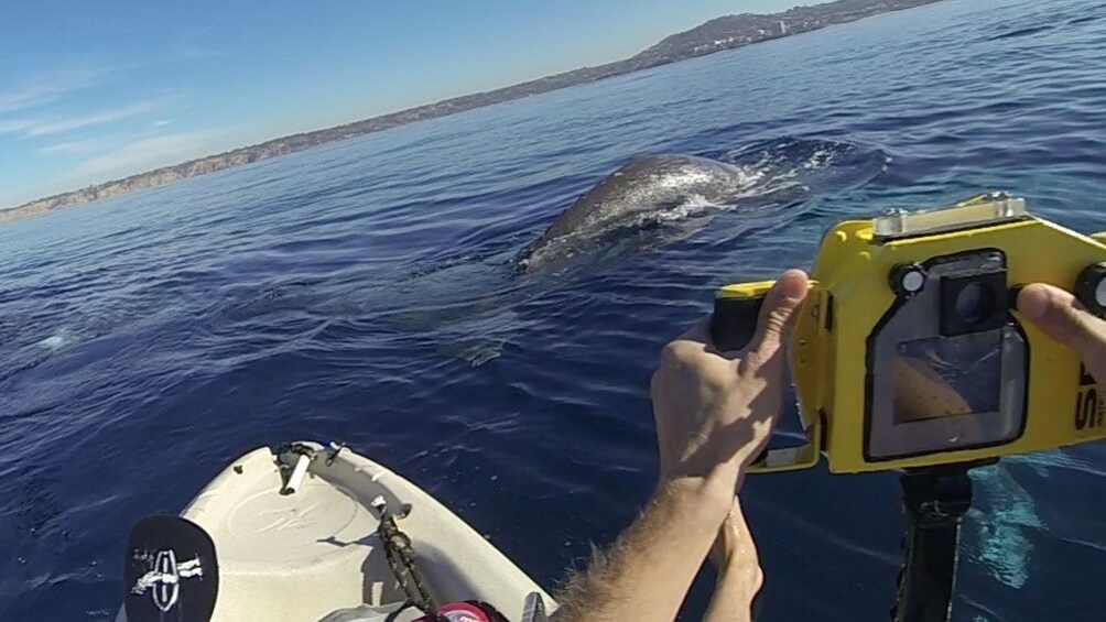 Taking picture of a whale on kayak in California