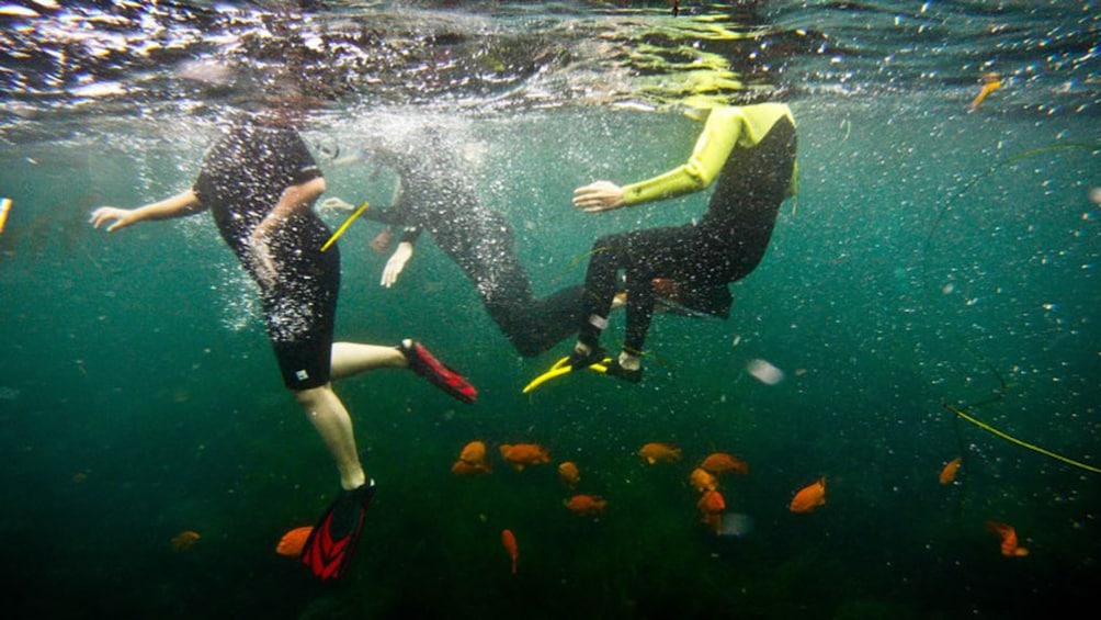 Two snorkelers pop their heads out of the water and orange fish swim at their feet