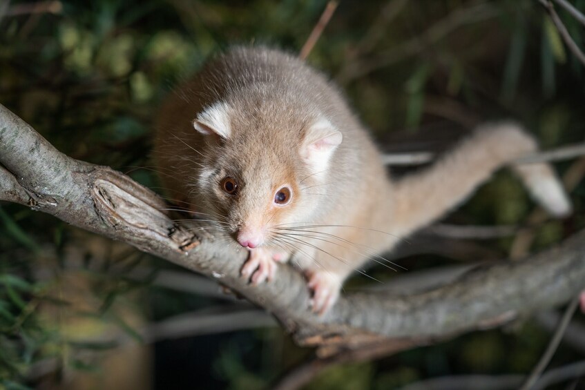 Bonorong Wildlife Sanctuary Night Tour