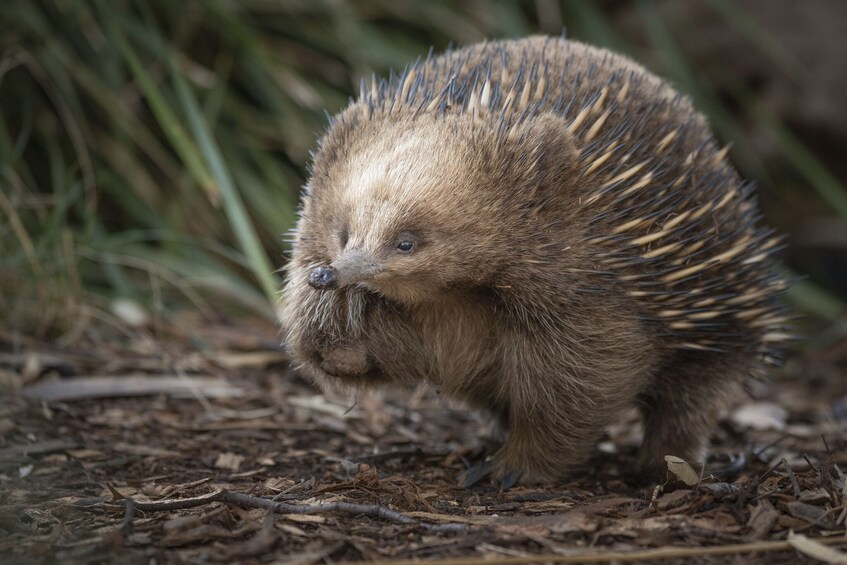 Bonorong Wildlife Sanctuary Night Tour