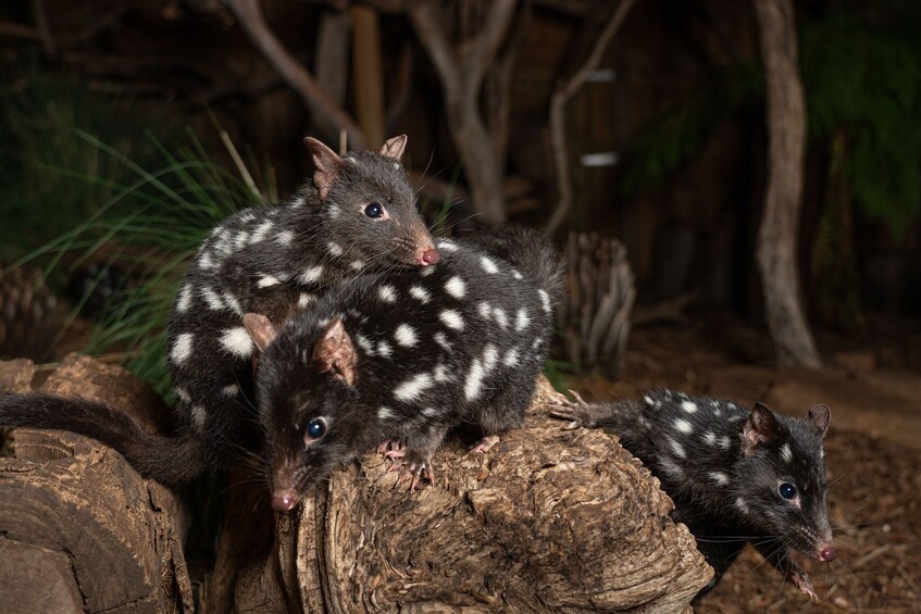 Bonorong Wildlife Sanctuary Night Tour