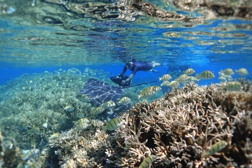 Stunning marine life and coral garden.
