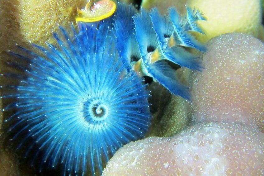 Christmas Tree Worm