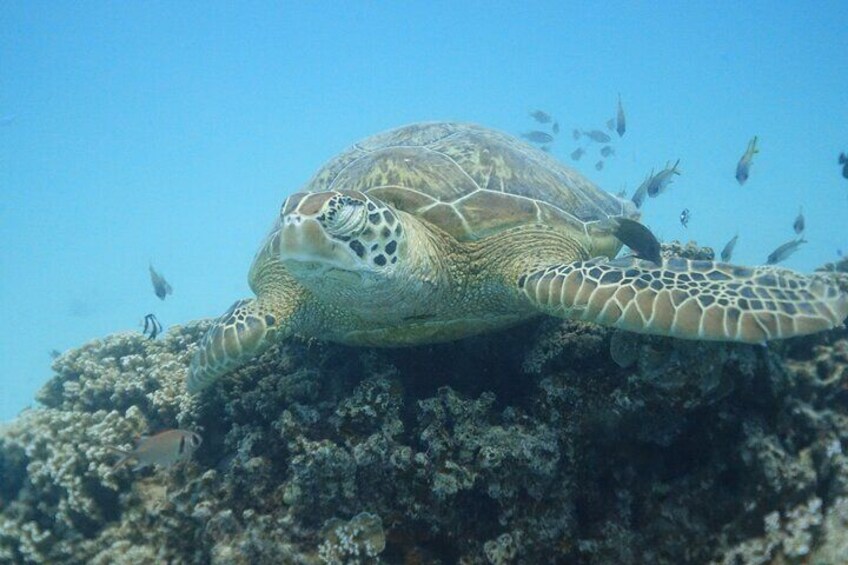 Do not disturb ! Sea trutle SPA .....
