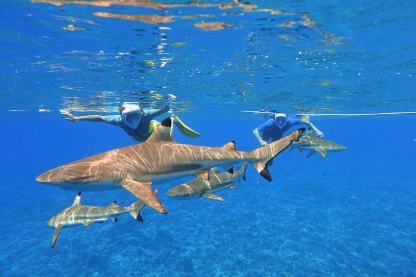 Snorkeling with black tip sharks