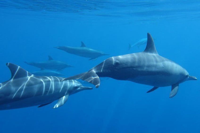 Spinner dolphins love to play around the boat....
