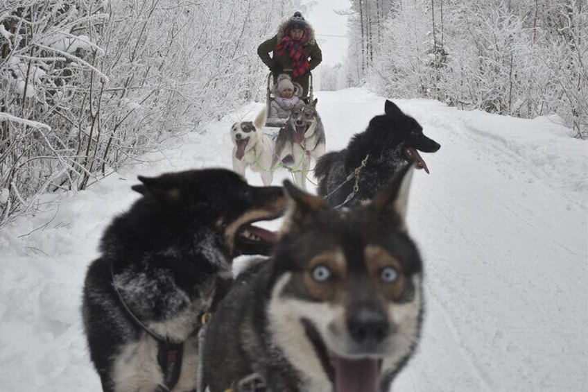 Small-Group Husky Mushing Experience in Rovaniemi