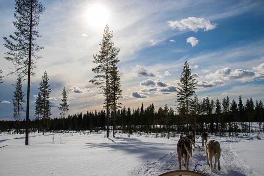 Small-Group Husky Mushing Experience in Rovaniemi