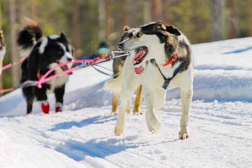 Small-Group Husky Mushing Experience in Rovaniemi