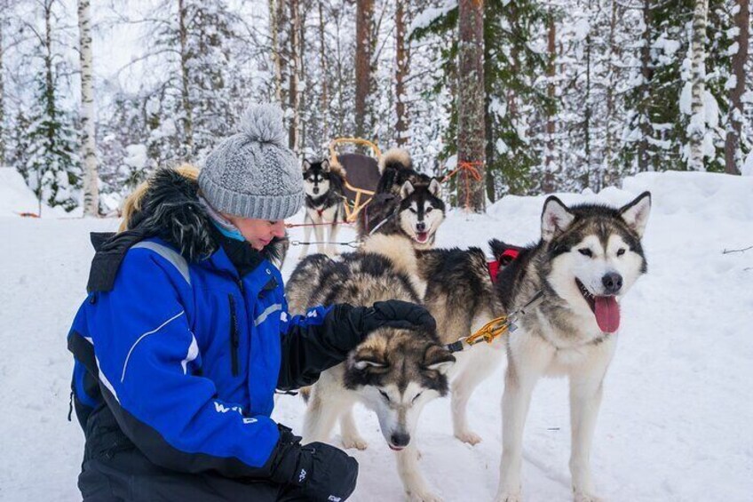Small-Group Husky Mushing Experience in Rovaniemi