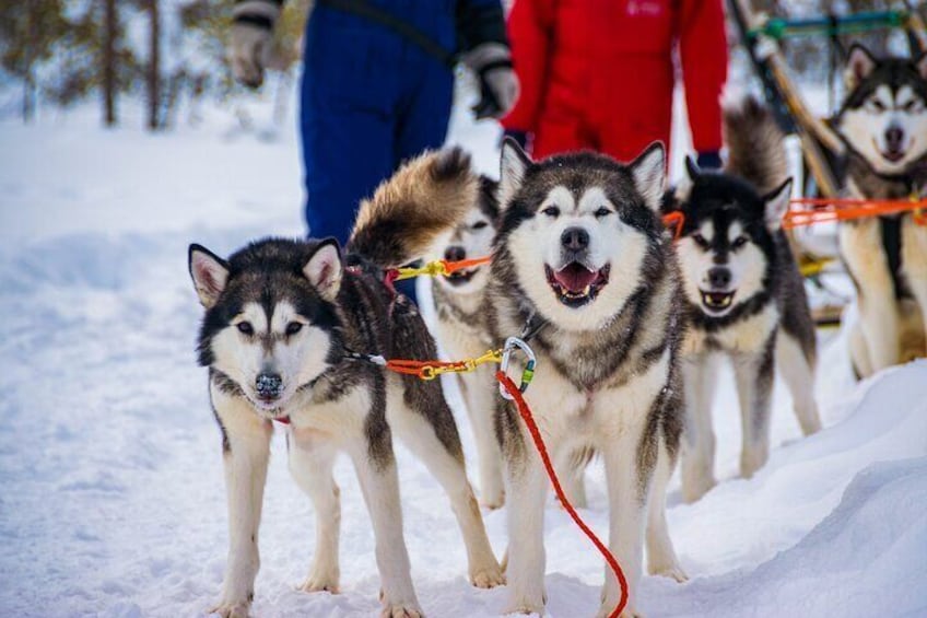 Small-Group Husky Mushing Experience in Rovaniemi