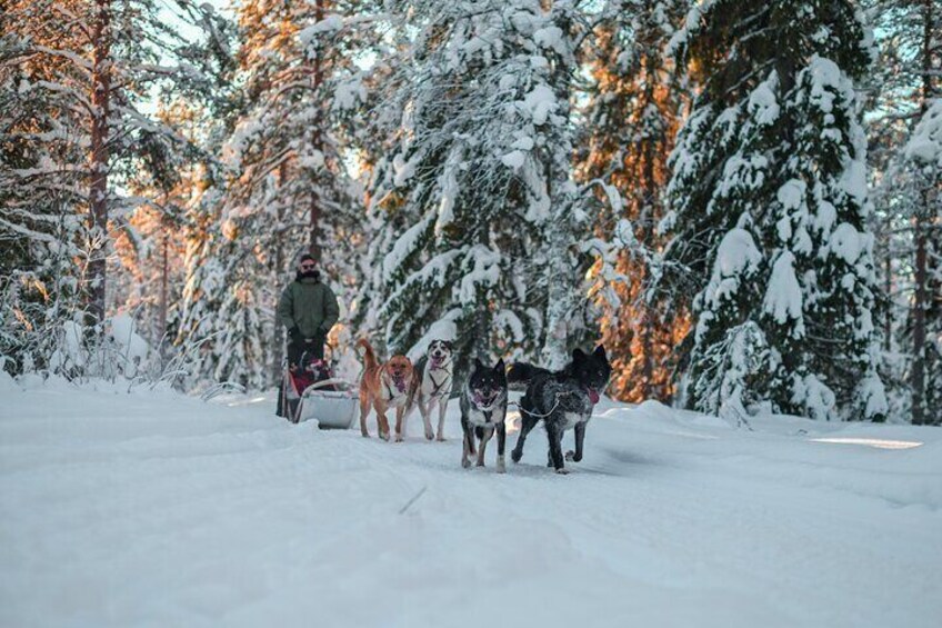 Small-Group Husky Mushing Experience in Rovaniemi