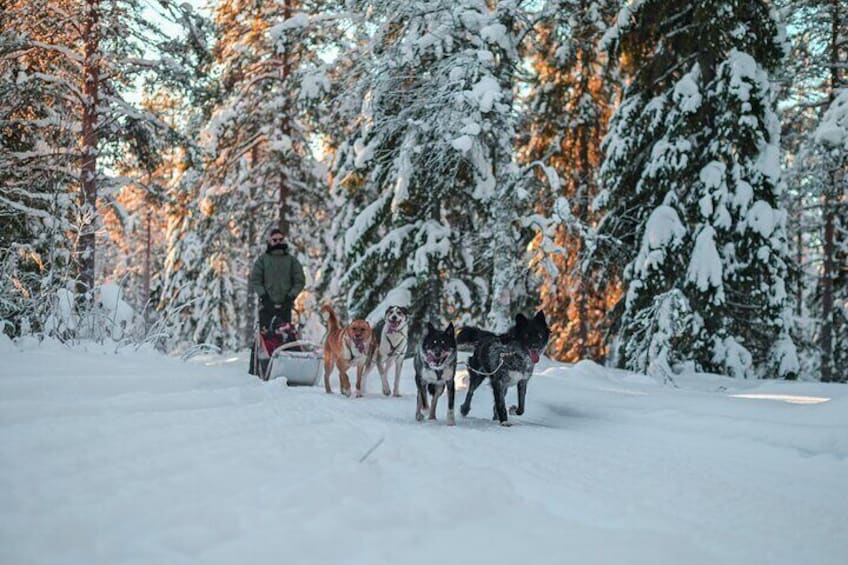 Small-Group Husky Mushing Experience in Rovaniemi