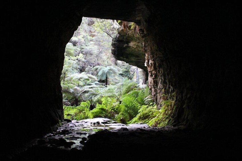 Iconic glow worm tunnel