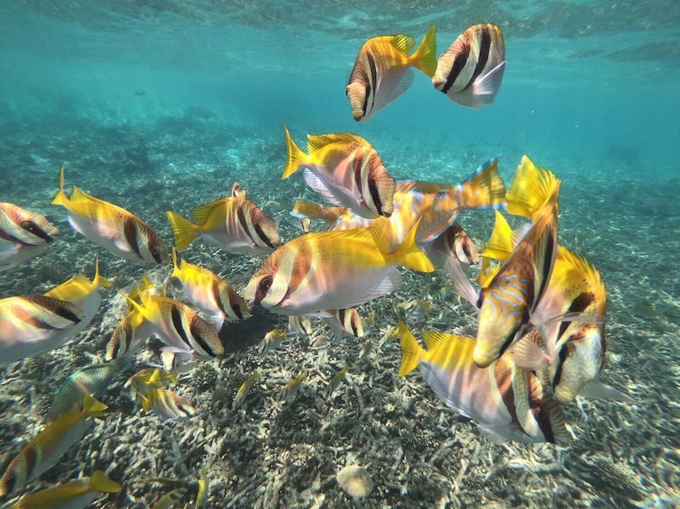 Koh Tao & Koh Nangyuan Premium Trip By From Koh Samui