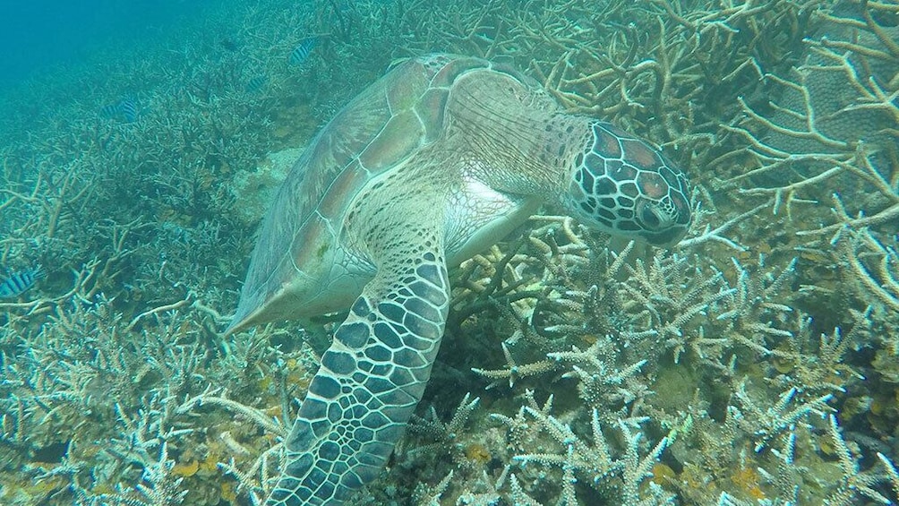 Koh Tao & Koh Nangyuan Premium Trip By From Koh Samui