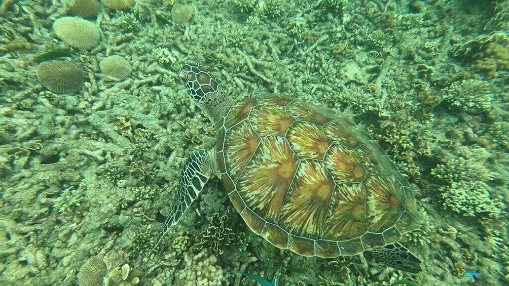 Koh Nangyuan & Bays of Koh Tao Snorkel Trip By The Oxygen